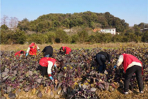 众志成城  长沙福彩人携手抗“疫”进行时