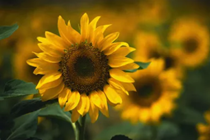 致中国体育彩票购彩者的一封信